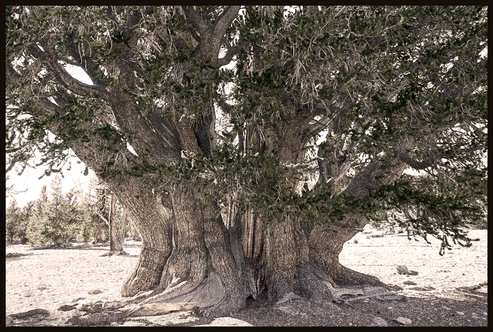 The Patriarch, Ancient Bristlecone Pine Forest, California